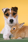 dog and rabbit