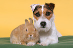 dog and rabbit