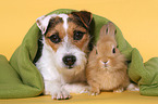 dog and rabbit