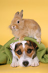 dog and rabbit