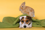 dog and rabbit