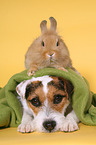 dog and rabbit