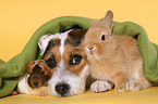 dog, guinea pig and rabbit