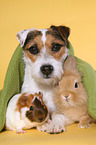 dog, guinea pig and rabbit