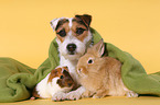 dog, guinea pig and rabbit