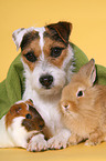 dog, guinea pig and rabbit