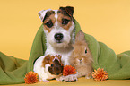 dog, guinea pig and rabbit