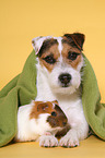 dog and guinea pig