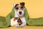 dog and guinea pig