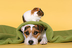 dog and guinea pig