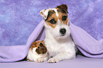 dog and guinea pig