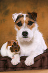 dog and guinea pig