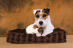 dog and guinea pig