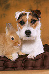 dog and rabbit