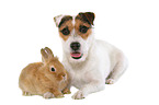 dog and rabbit