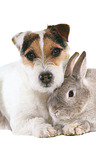 dog and rabbit