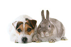 dog and rabbit