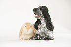 English Cocker Spaniel and lop-eared rabbit