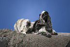 English Cocker Spaniel and lop-eared rabbit