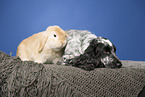 English Cocker Spaniel and lop-eared rabbit