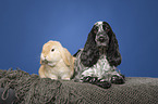 English Cocker Spaniel and lop-eared rabbit