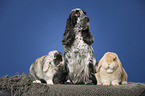 English Cocker Spaniel and lop-eared rabbits