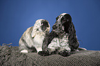 English Cocker Spaniel and lop-eared rabbit