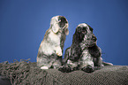 English Cocker Spaniel and lop-eared rabbit