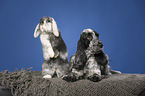 English Cocker Spaniel and lop-eared rabbit