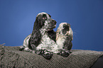 English Cocker Spaniel and lop-eared rabbit