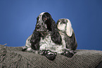 English Cocker Spaniel and lop-eared rabbit