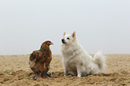 dog and chicken