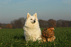 dog and chicken