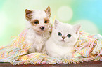 British Shorthair Kitten and Golddust Yorkshire Terrier Puppy