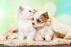 British Shorthair Kitten and Golddust Yorkshire Terrier Puppy