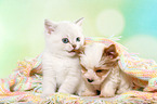 British Shorthair Kitten and Golddust Yorkshire Terrier Puppy