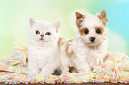 British Shorthair Kitten and Golddust Yorkshire Terrier Puppy