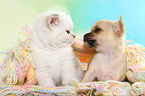 British Shorthair Kitten and Chihuahua Puppy