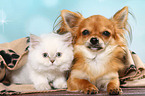 Highlander Kitten and Chihuahua