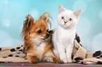 British Shorthair Kitten and Chihuahua