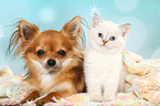 British Shorthair Kitten and Chihuahua