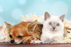 British Shorthair Kitten and Chihuahua