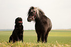 pony and dog