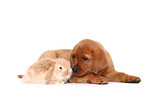 dog and rabbit