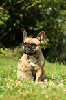 Maine Coon Kitten and dog