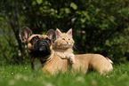 dog and cat