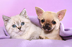 Chihuahua Puppy and British Shorthair Kitten