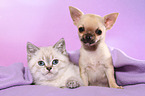 Chihuahua Puppy and British Shorthair Kitten