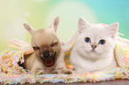 Chihuahua Puppy and British Shorthair Kitten