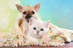 Chihuahua Puppy and British Shorthair Kitten